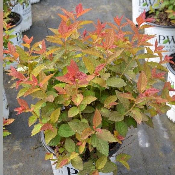 Spiraea x 'NCSX2' ~ Double Play® Doozie Spirea-ServeScape