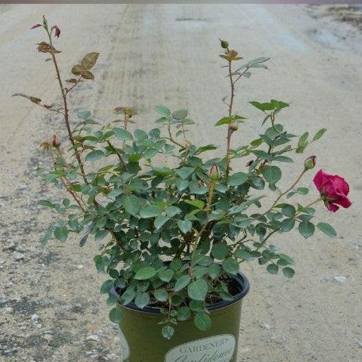 Rosa x 'GRAppl' ~ Echo® Brindabella™ Purple Prince Rose-ServeScape