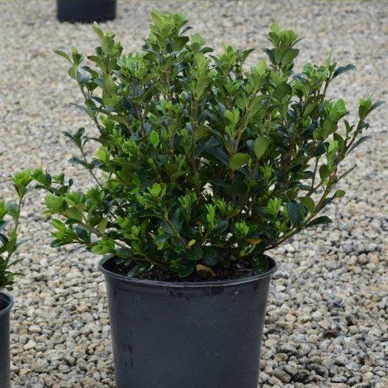 Gardenia jasminoides 'Daisy' ~ Daisy Gardenia-ServeScape