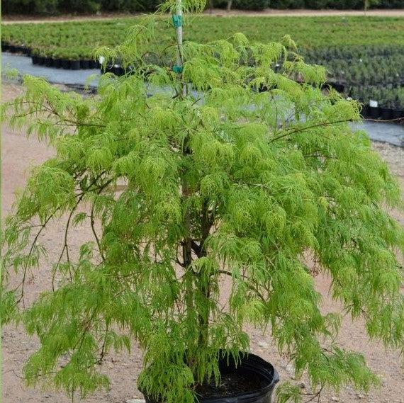 Acer palmatum var. dissectum 'Viridis' ~ Viridis Japanese Maple-ServeScape