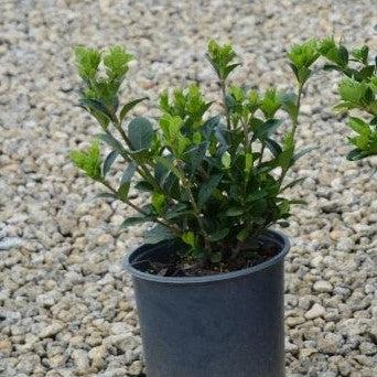Gardenia jasminoides 'Daisy' ~ Daisy Gardenia-ServeScape