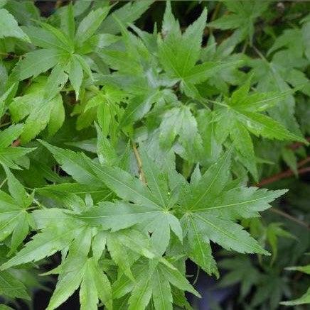 Acer palmatum 'Sango-kaku' ~ Coral Bark Japanese Maple-ServeScape