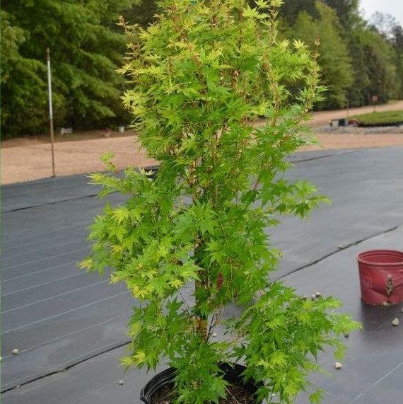 Acer palmatum 'Sango-kaku' ~ Coral Bark Japanese Maple-ServeScape