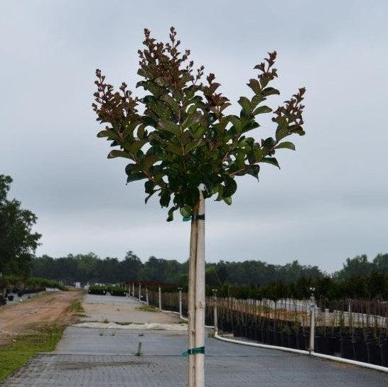Lagerstroemia indica 'GAMAD VI' PP22,161 ~ Berry Dazzle® Dwarf Crape Myrtle-ServeScape