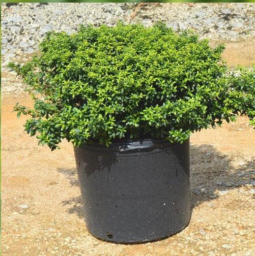 Ilex crenata 'Soft-Touch' ~ Soft Touch Japanese Holly-ServeScape