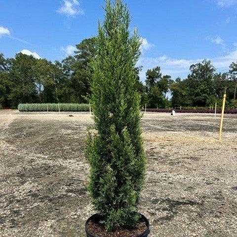 Cupressus sempervirens 'Glauca' ~ Italian Cypress-ServeScape