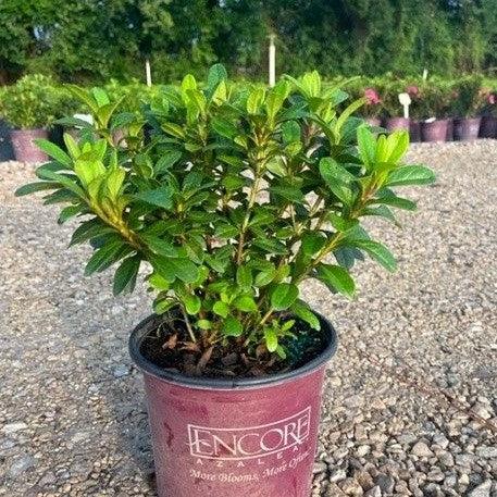 Rhododendron ‘Robleze’ ~ Encore® Autumn Starburst™ Azalea-ServeScape