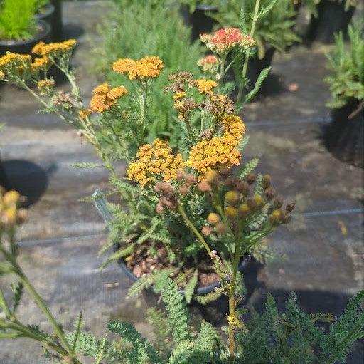 Achillea 'Sassy Summer Sunset' ~ Sassy Summer Sunset Yarrow-ServeScape
