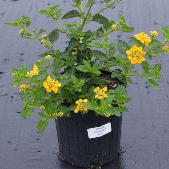 Lantana 'Chapel Hill Gold' ~ Chapel Hill® Gold Lantana-ServeScape