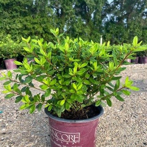 Rhododendron ‘Robled’ ~ Encore® Autumn Chiffon™ Azalea-ServeScape