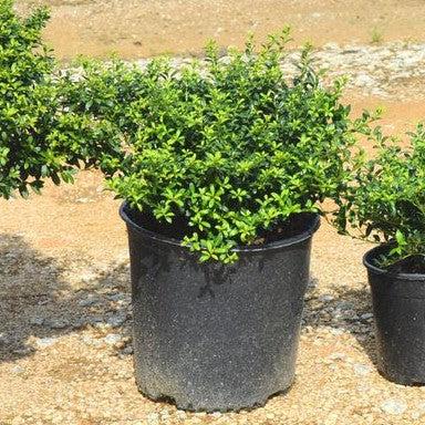 Ilex crenata 'Soft-Touch' ~ Soft Touch Japanese Holly-ServeScape
