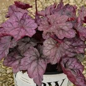 Heuchera 'Frosted Berry' ~ Dolce® Frosted Berry Heuchera-ServeScape