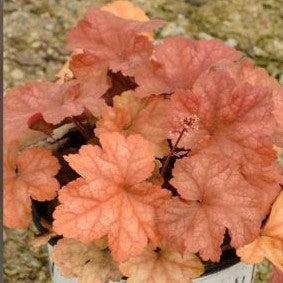 Heuchera 'Toffee Tart' PP33,694 ~ Dolce® Toffee Tart Heuchera-ServeScape