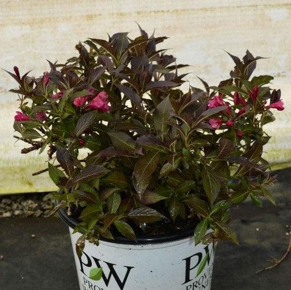 Weigela florida 'Bokraspiwi' PP23,781 ~ Spilled Wine® Weigela-ServeScape