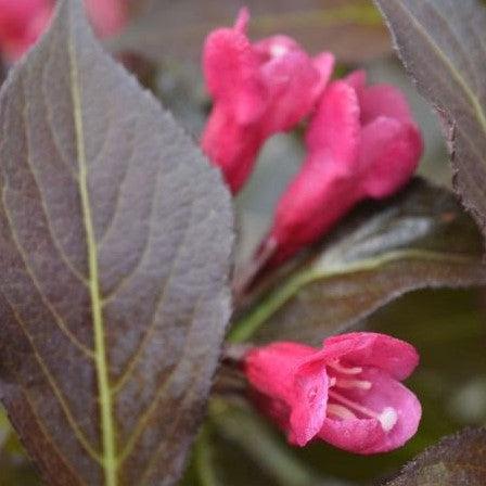 Weigela florida 'Bokraspiwi' PP23,781 ~ Spilled Wine® Weigela-ServeScape