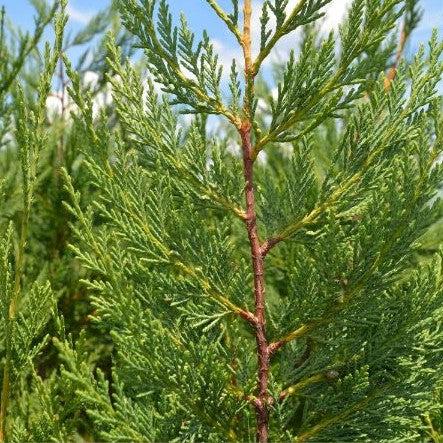 Cupressocyparis leylandii ~ Leyland Cypress-ServeScape