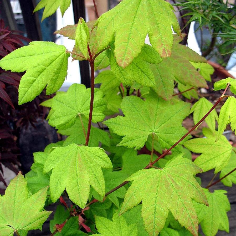 Acer palmatum 'Utsu Semi' ~ Utsu Semi Japanese Maple-ServeScape