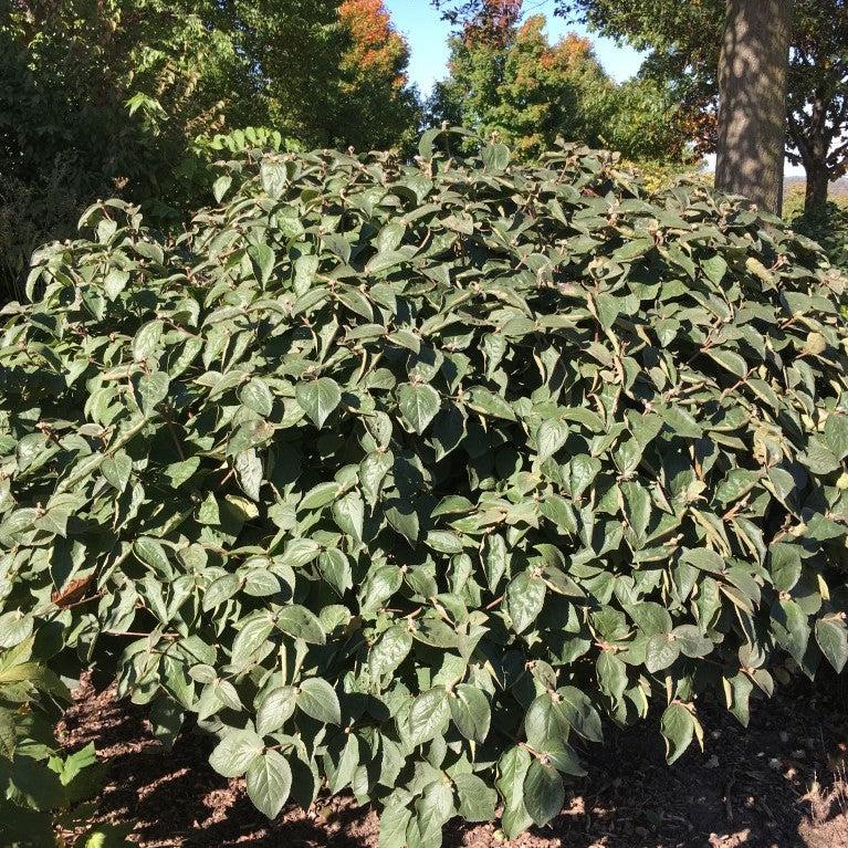 Viburnum carlesii ‘Select A’ ~ Spice Island™ Korean Spice Viburnum-ServeScape