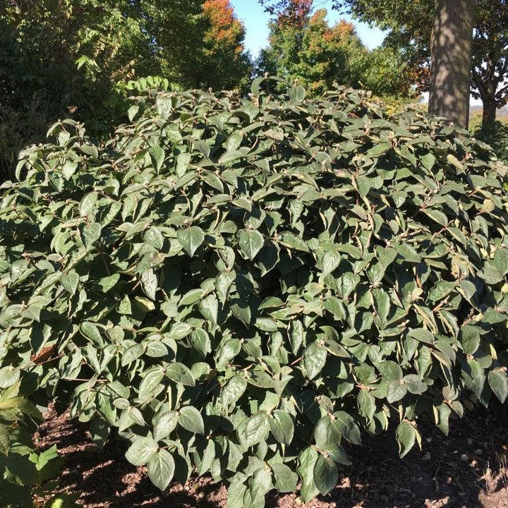 Viburnum carlesii ‘Select A’ ~ Spice Island™ Korean Spice Viburnum-ServeScape