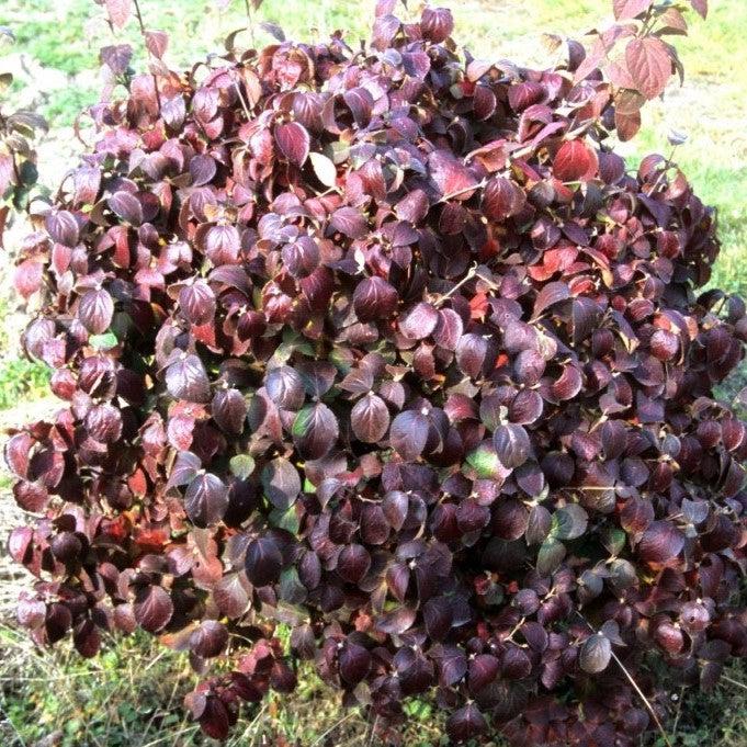 Viburnum carlesii ‘Select A’ ~ Spice Island™ Korean Spice Viburnum-ServeScape