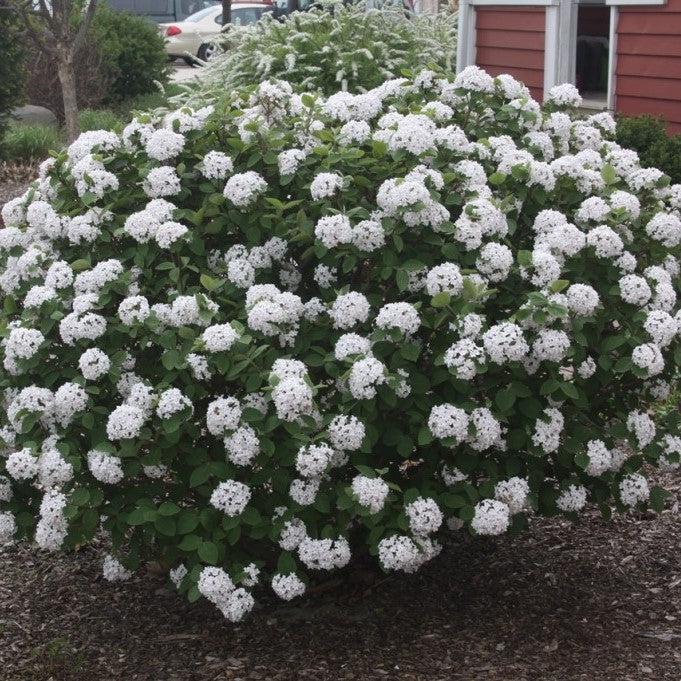 Viburnum carlesii ‘Select A’ ~ Spice Island™ Korean Spice Viburnum-ServeScape
