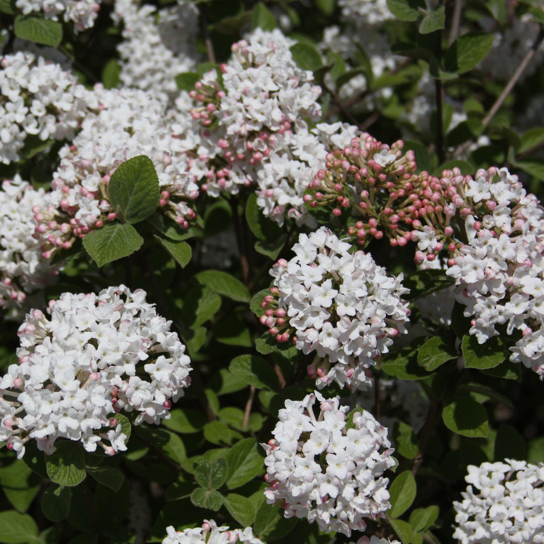 Viburnum carlesii ‘Select A’ ~ Spice Island™ Korean Spice Viburnum-ServeScape