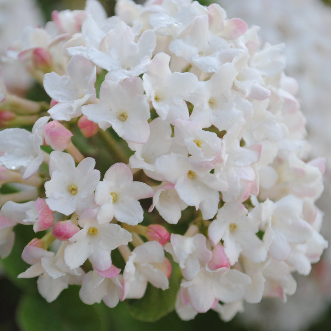 Viburnum carlesii ‘Select A’ ~ Spice Island™ Korean Spice Viburnum-ServeScape
