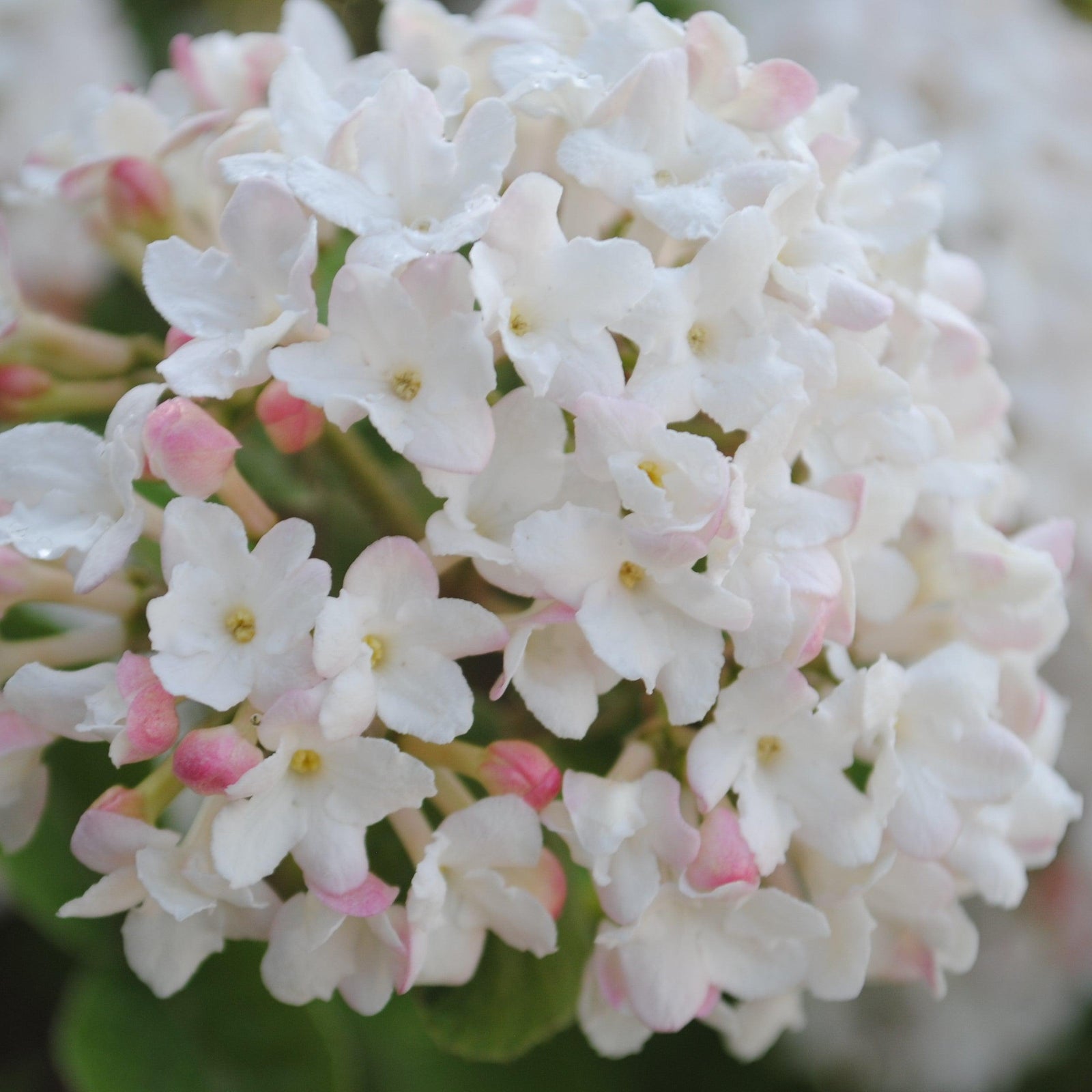Viburnum carlesii ‘Select A’ ~ Spice Island™ Korean Spice Viburnum-ServeScape