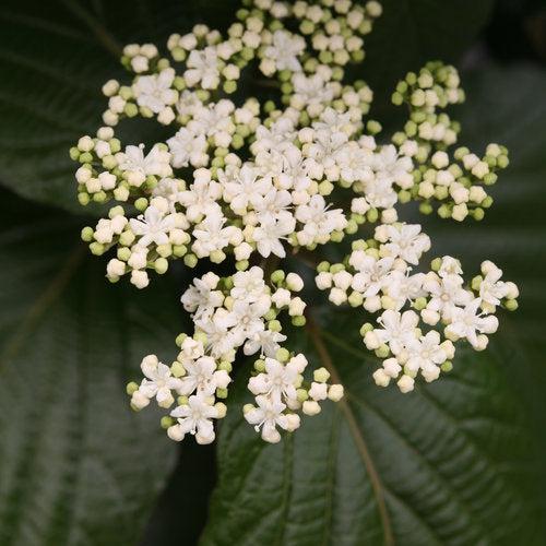 Viburnum x 'NCVX1' ~ Shiny Dancer® Viburnum-ServeScape