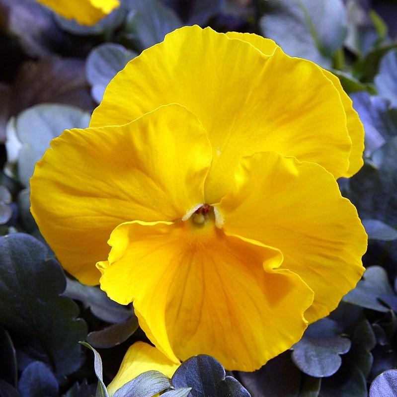viola x wittrockiana 'Delta Premium Pure Yellow' ~ Delta™ Premium Pure Yellow Pansy-ServeScape