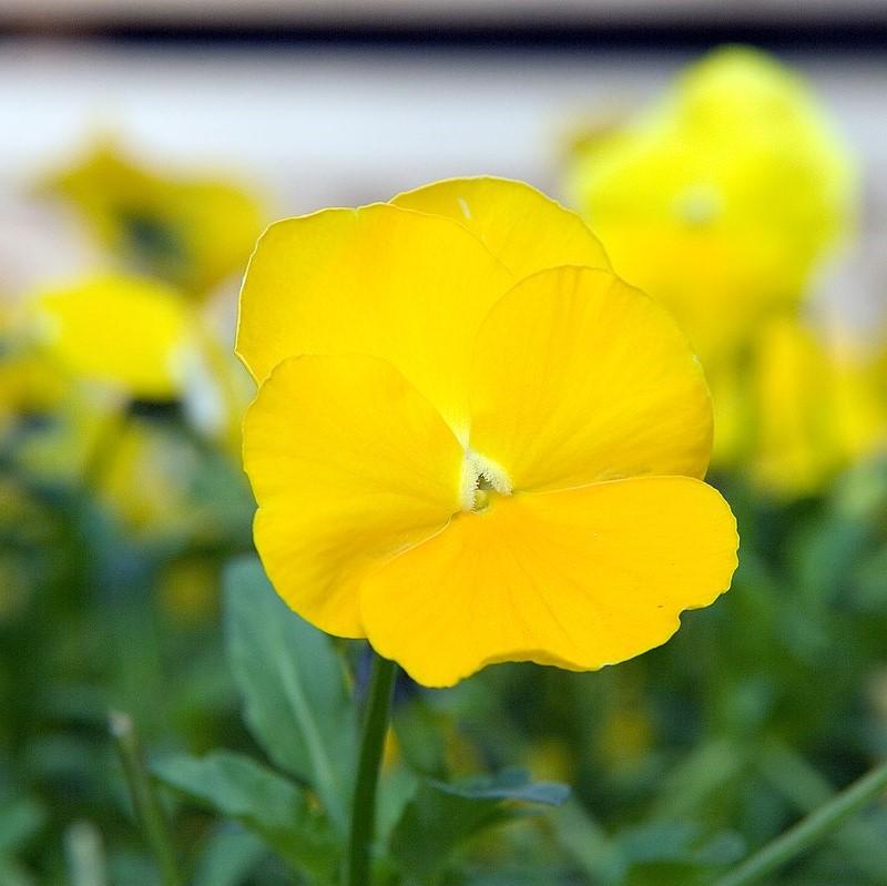 viola x wittrockiana 'Delta Premium Pure Yellow' ~ Delta™ Premium Pure Yellow Pansy-ServeScape