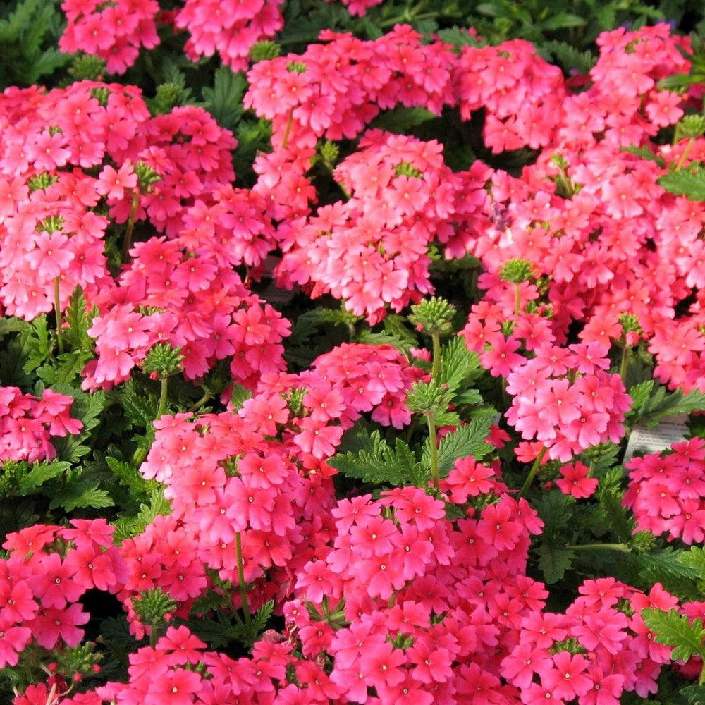 Verbena 'Vivid Rose' ~ Vivid® Rose Verbena-ServeScape