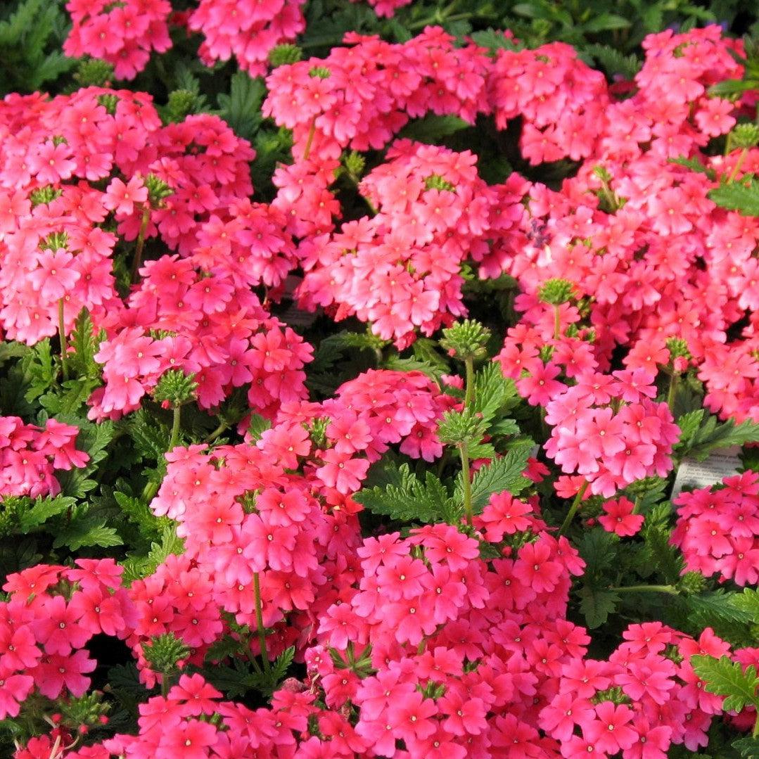 Verbena 'Vivid Rose' ~ Vivid® Rose Verbena-ServeScape
