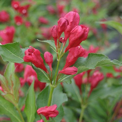 Weigela florida 'Verweig 6' ~ Sonic Bloom® Red Weigela-ServeScape