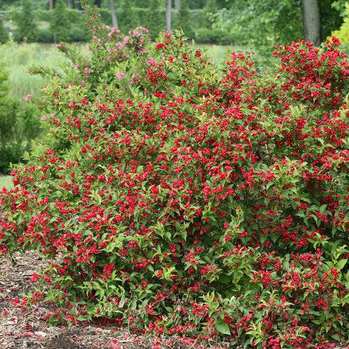 Weigela florida 'Verweig 6' ~ Sonic Bloom® Red Weigela-ServeScape