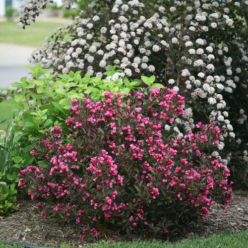 Weigela florida 'Alexandra’ ~ Wine & Roses® Weigela-ServeScape