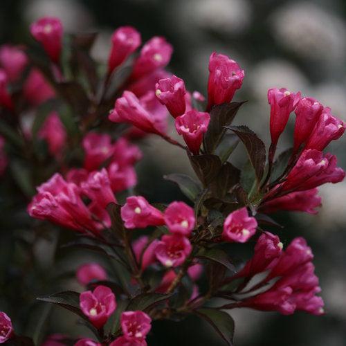 Weigela florida 'Alexandra’ ~ Wine & Roses® Weigela-ServeScape