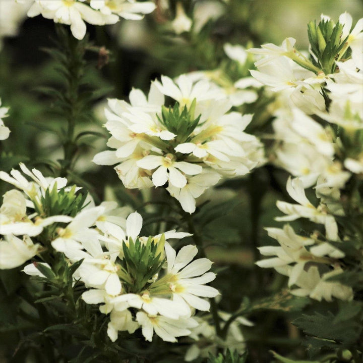 Scaevola aemula 'Bombay White' ~ Bombay® White Fan Flower-ServeScape