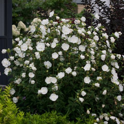 Hibiscus syriacus 'Notwoodtwo' ~ White Chiffon® Rose of Sharon-ServeScape