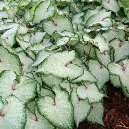 Caladium 'White Star' ~ PW® Heart to Heart® White Star Caladium-ServeScape