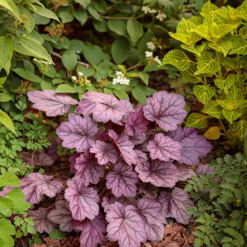 Heuchera 'Wild Rose' ~ Primo® Wild Rose Heuchera-ServeScape