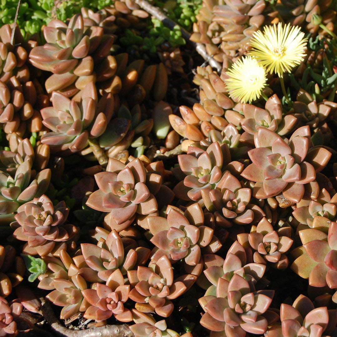 x Graptosedum 'Bronze' ~ Bronze Graptosedum - Delivered By ServeScape