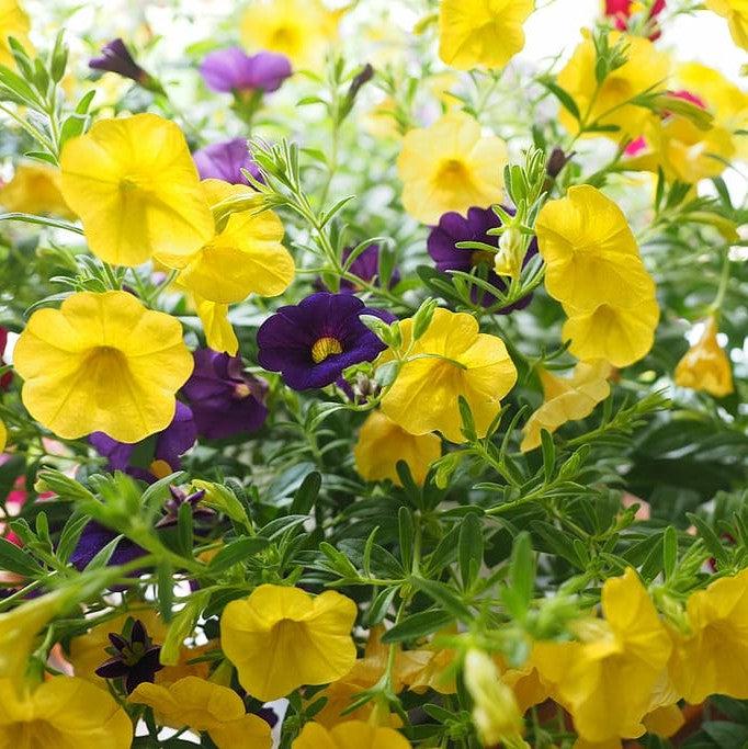 Calibrachoa 'Calitastic Butter' ~ Calitastic® Butter Calibrachoa-ServeScape