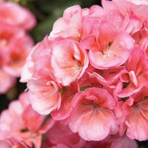 Pelargonium zonal 'Americana Salmon' ~ Americana® Salmon Zonal Geranium-ServeScape