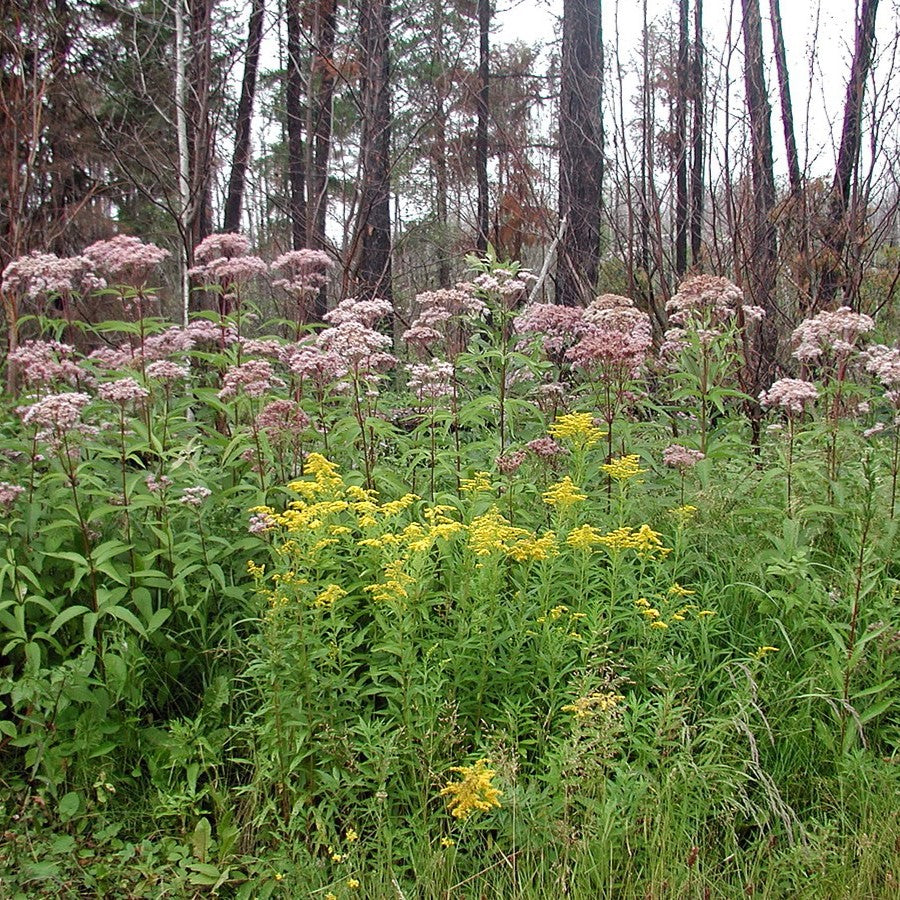 Planting for High Water Needs in Drier Soils: Designing for Marginal Plants Without the Marsh