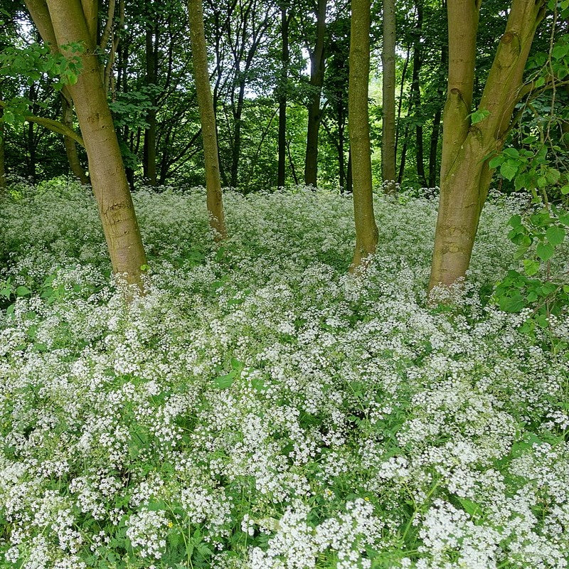 Underplanting Trees: Enhancing Your Landscape from the Ground Up