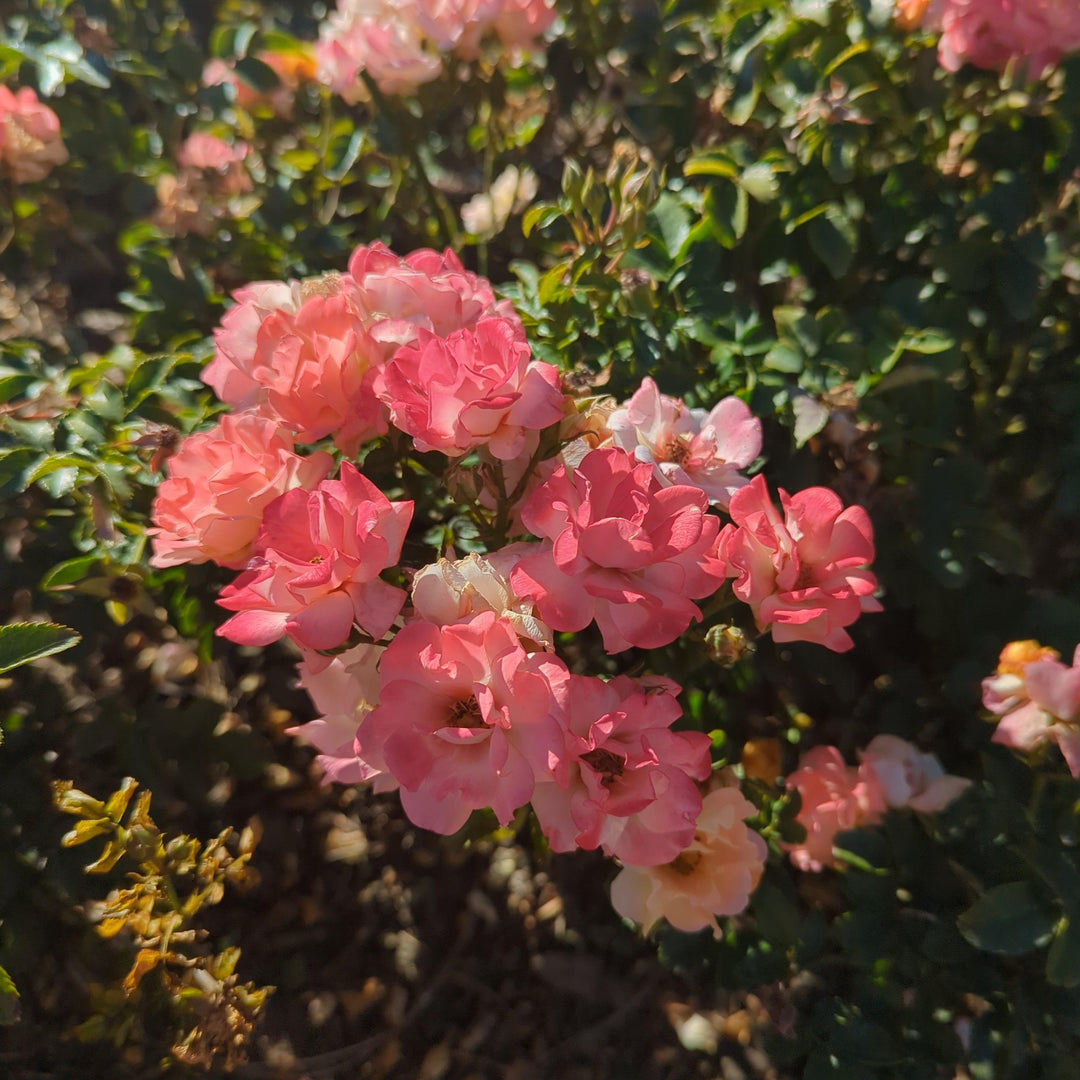 Roses: A Comprehensive Guide for Garden Enthusiasts