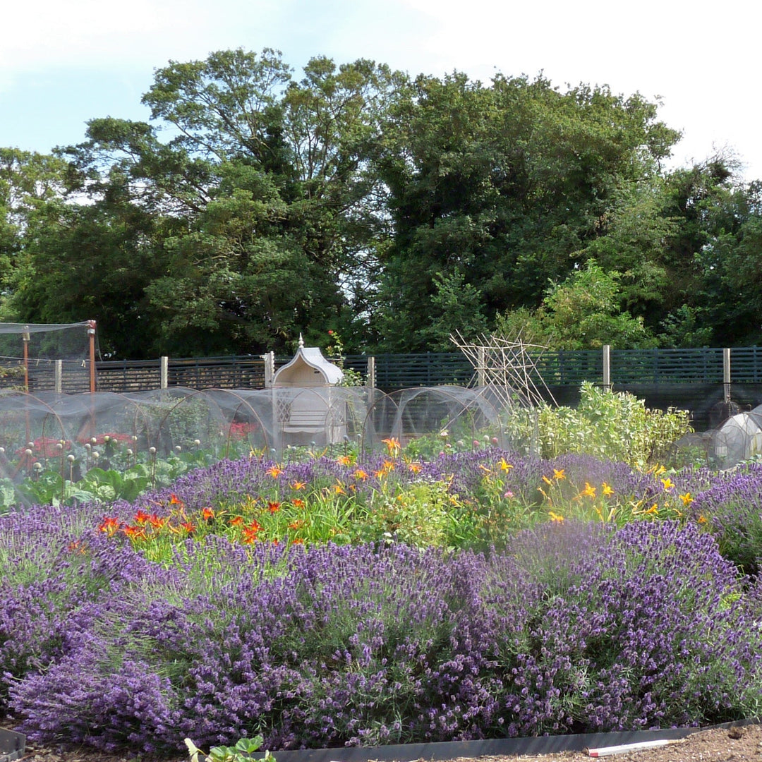 Beyond the Basics: Creating a Unique Edible Landscape