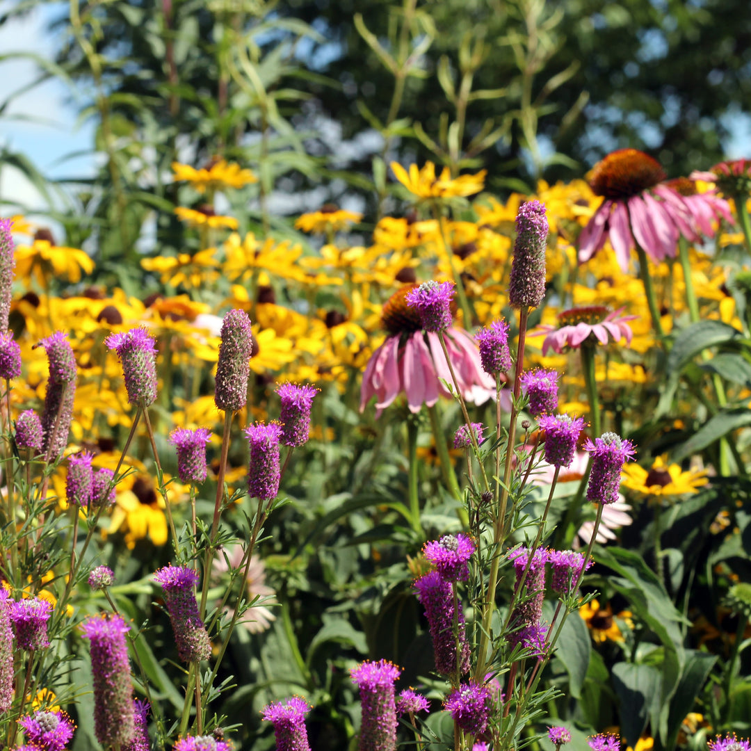 Embracing Native Plants: The Path to a Thriving Garden Ecosystem
