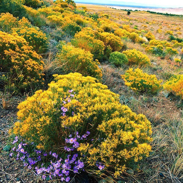 Guide to Choosing the Right Shrubs for Your Landscape – ServeScape
